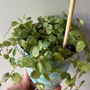 String of turtles plant in 4 inches container